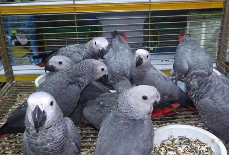🦜 Papoušci šedí s doklady