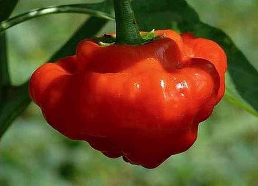 chilli Mushroom red