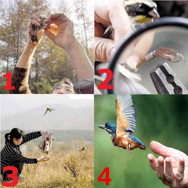 Síť k odchytu malých ptáků 10 x 3 metrů Ornitologická síť - foto 4