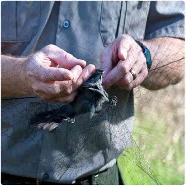 Síť k odchytu malých ptáků 10 x 3 metrů Ornitologická síť