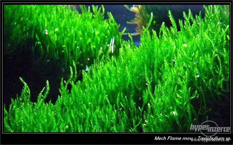 Flame moss Taxiphyllum - foto 1