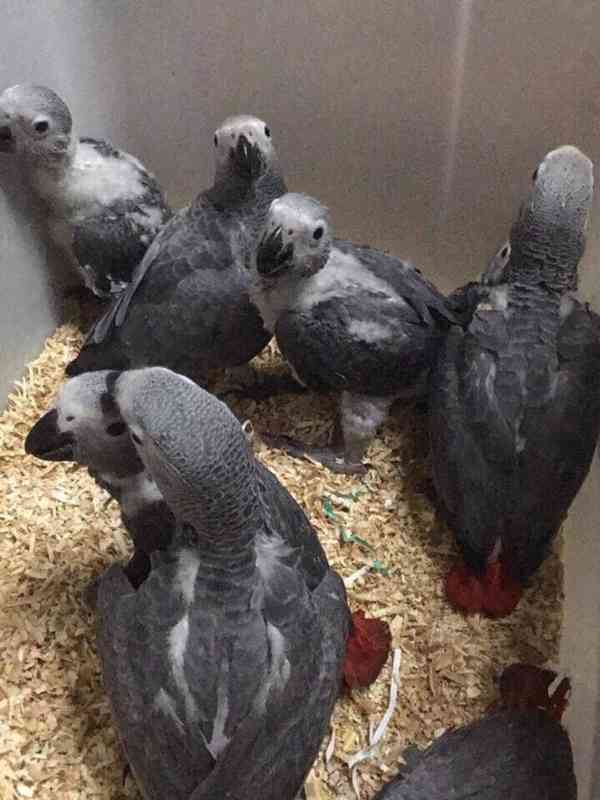 Vneste do svého domova radost koupí peřícího kamaráda!! - foto 1