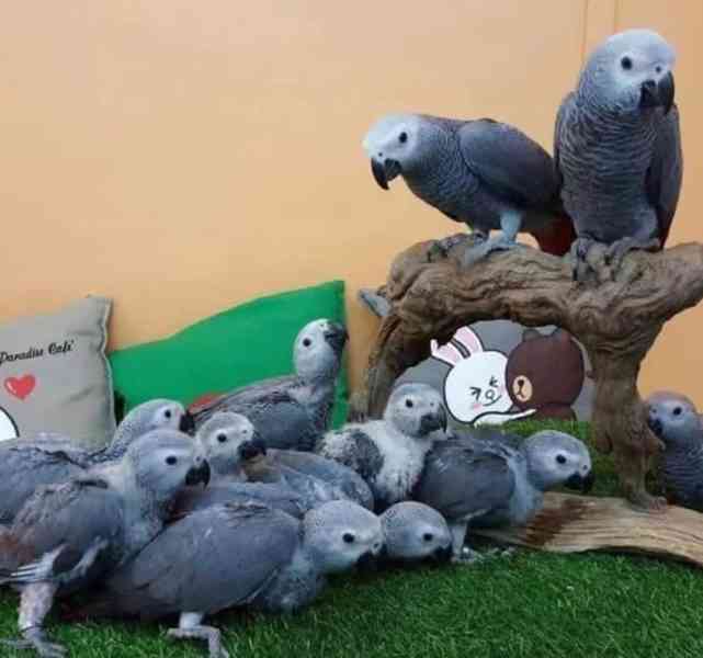 Vneste do svého domova radost koupí peřícího kamaráda!! - foto 3