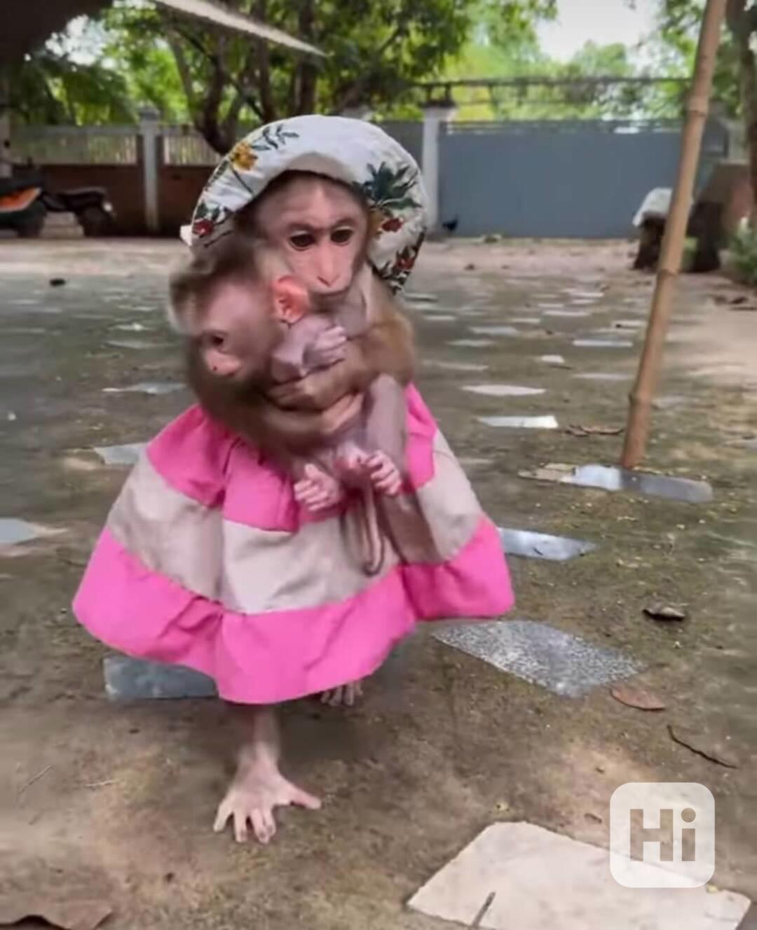 🐒 Chytré kapucínské opice na prodej - foto 1