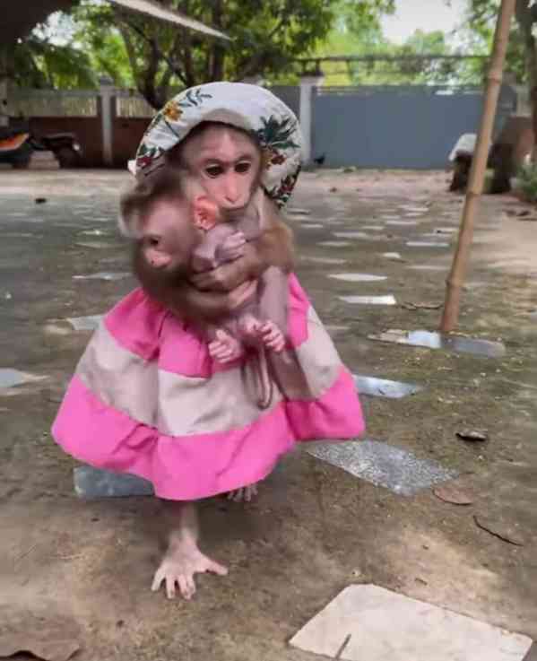 🐒 Chytré kapucínské opice na prodej