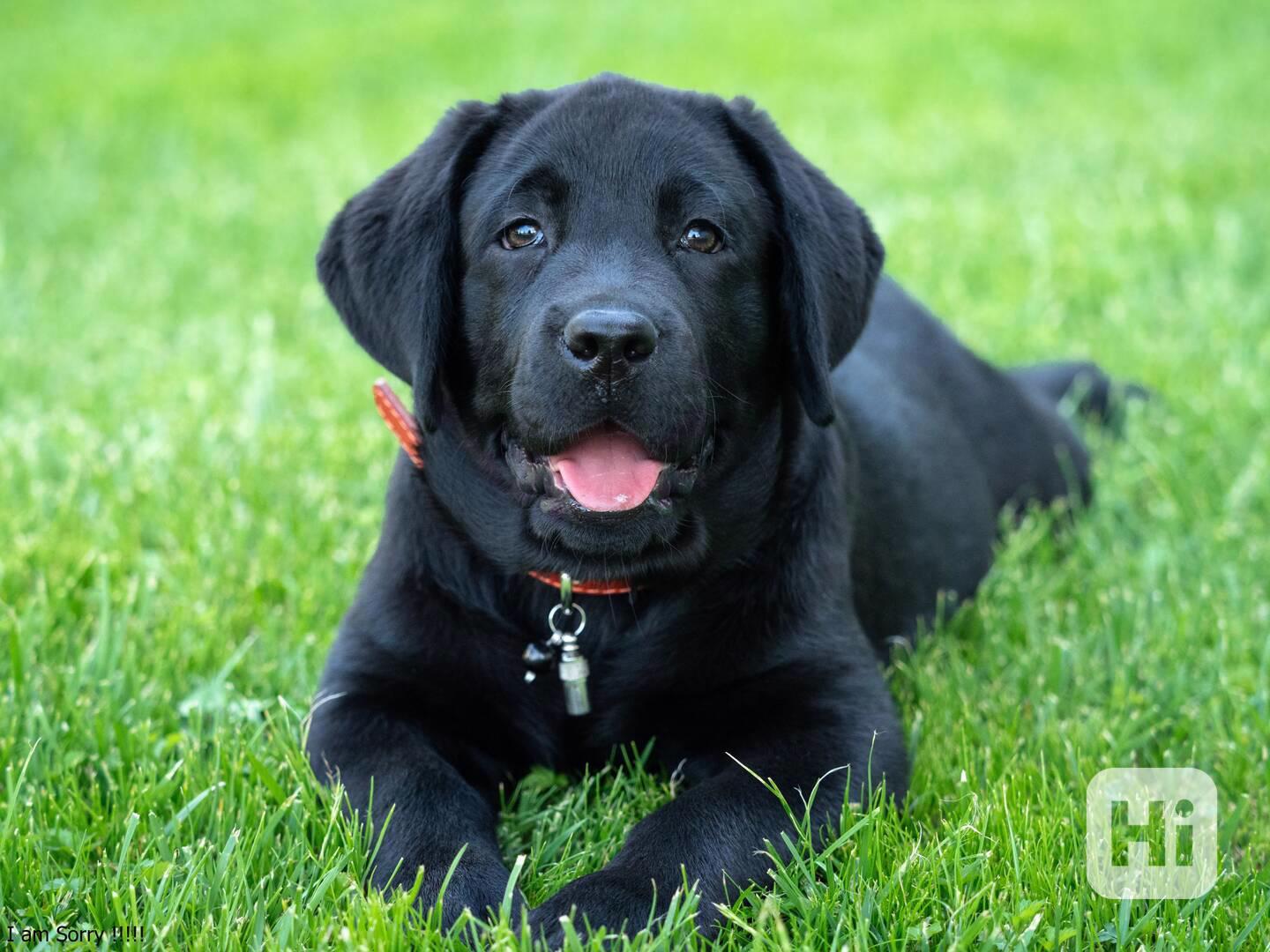  Labrador Retrievers - foto 1
