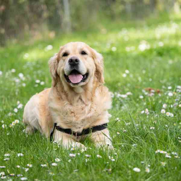  Labrador Retrievers - foto 3