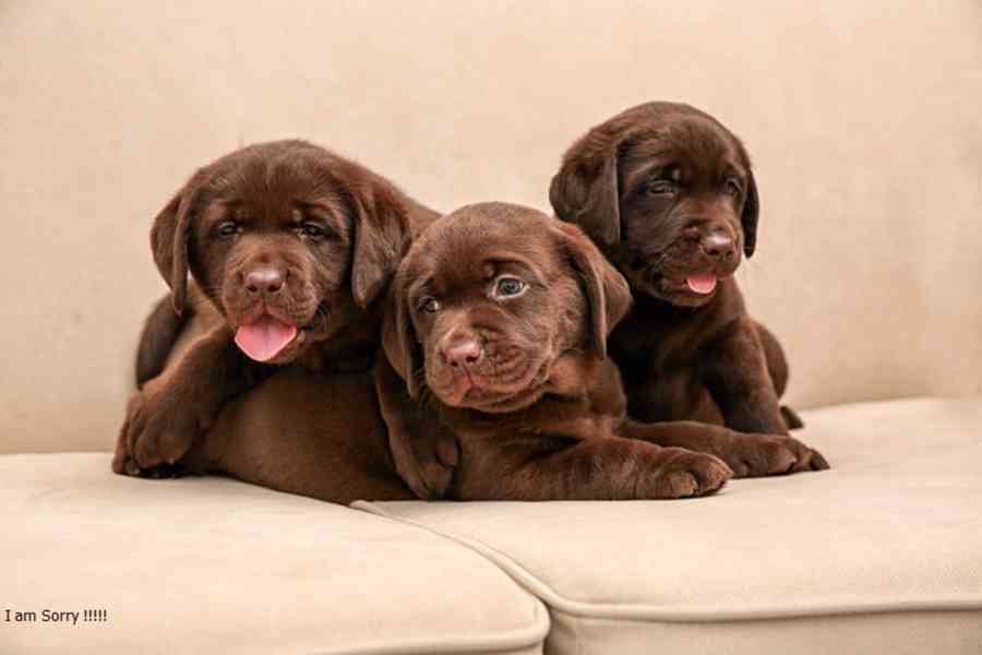  Labrador Retrievers - foto 2