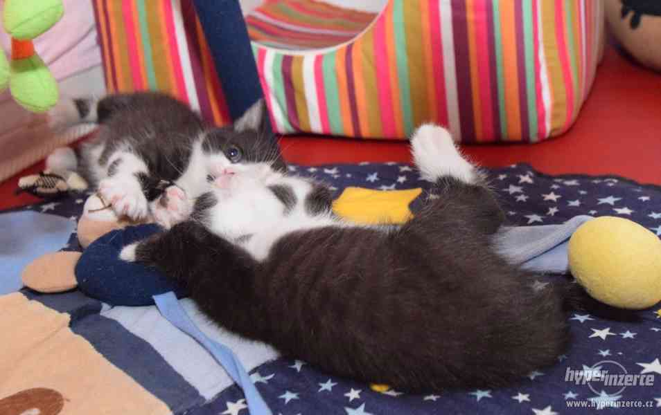 Vaši posteloví mazlíčci - Vaše dvě sestřičky - koťátka - foto 4