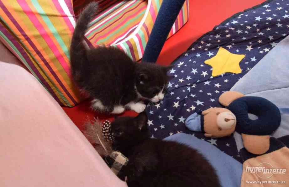 Vaši posteloví mazlíčci - Vaše dvě sestřičky - koťátka - foto 5