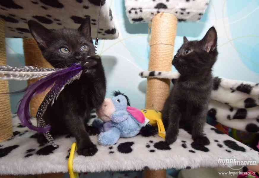 Vaši posteloví mazlíčci - Vaše dvě sestřičky - koťátka - foto 7