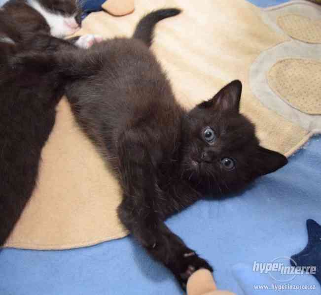Vaši posteloví mazlíčci - Vaše dvě sestřičky - koťátka - foto 11