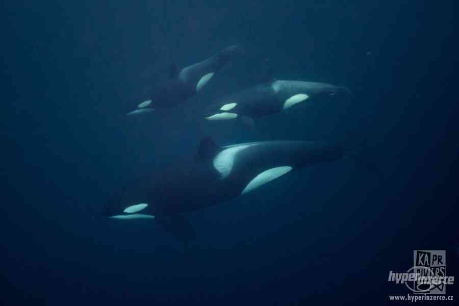 Velryby a polární záře - foto 1