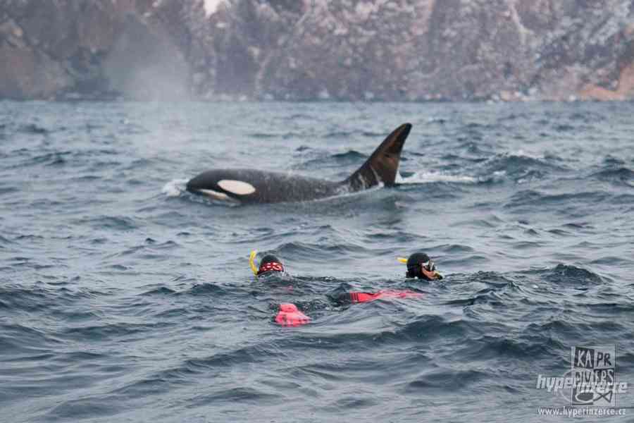 Velryby a polární záře - foto 2