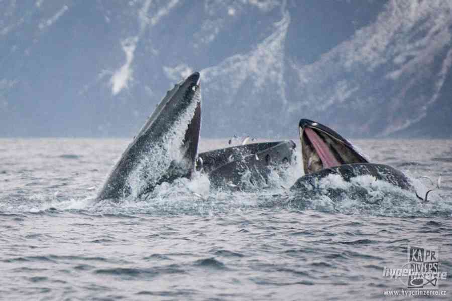 Velryby a polární záře - foto 3