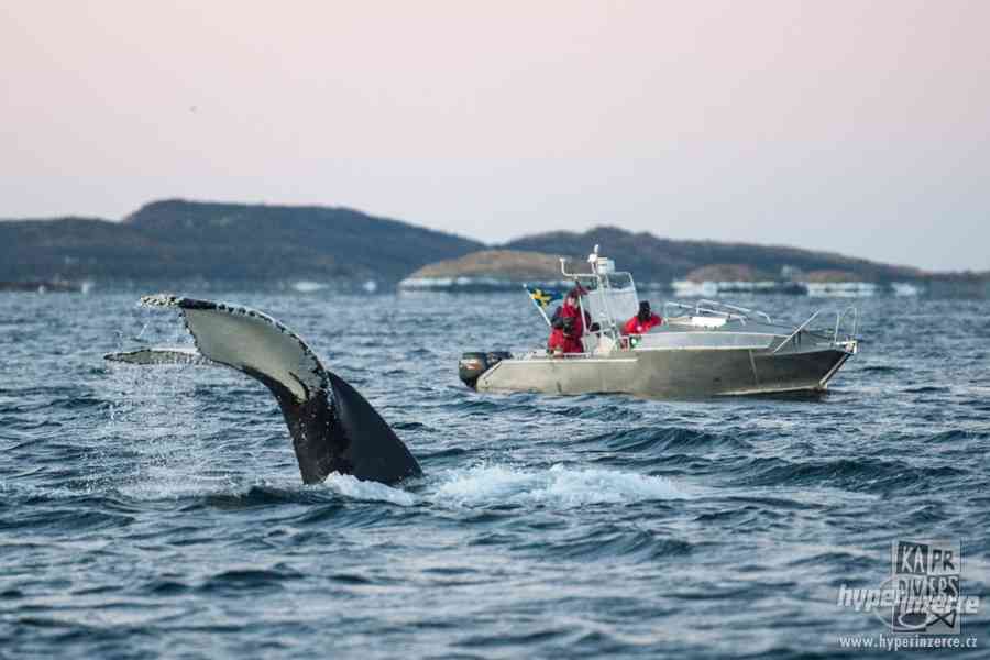 Velryby a polární záře - foto 5