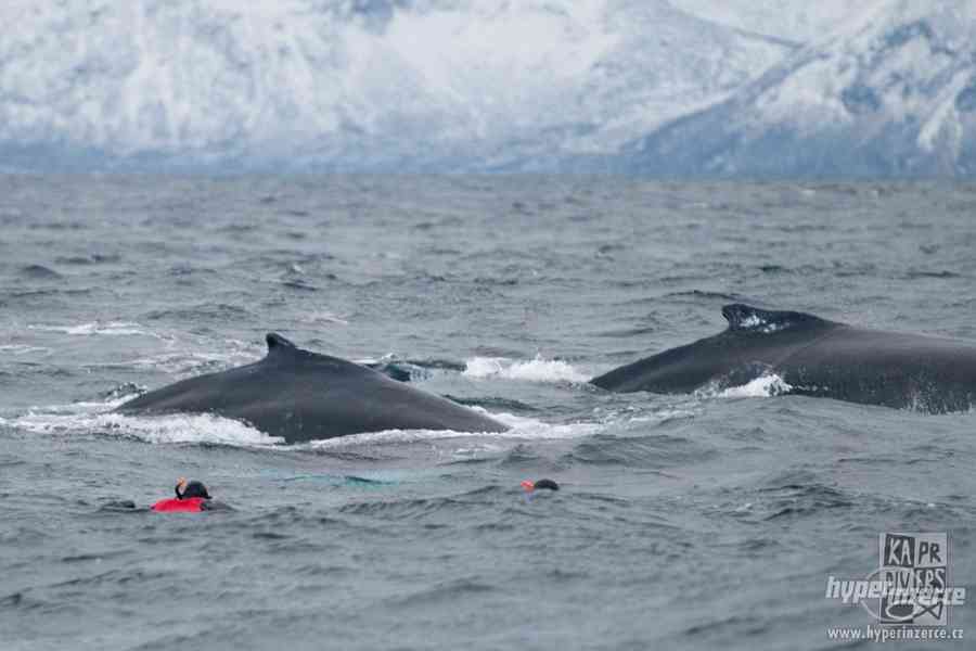 Velryby a polární záře - foto 6