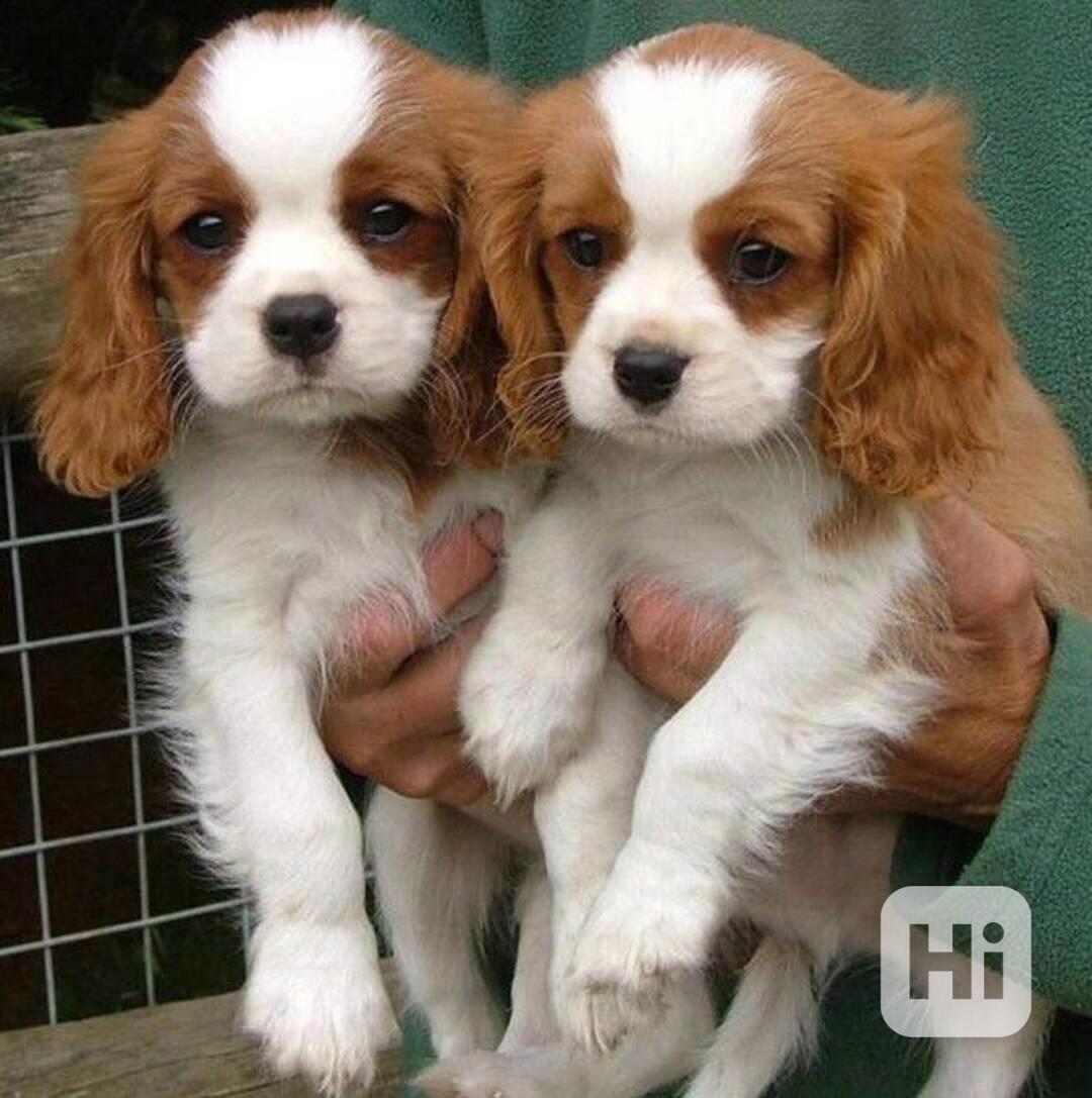 Volná štěňata kavalír King Charles španěl k adopci   - foto 1