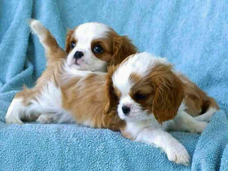 Volná štěňata kavalír King Charles španěl k adopci   - foto 2