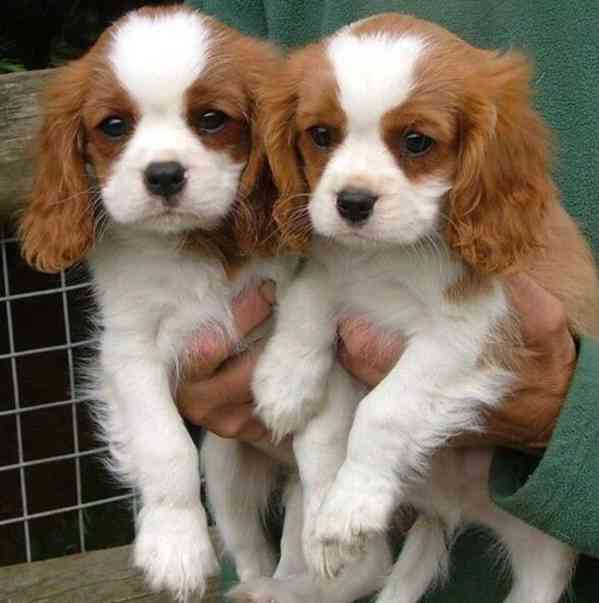 Volná štěňata kavalír King Charles španěl k adopci   - foto 1