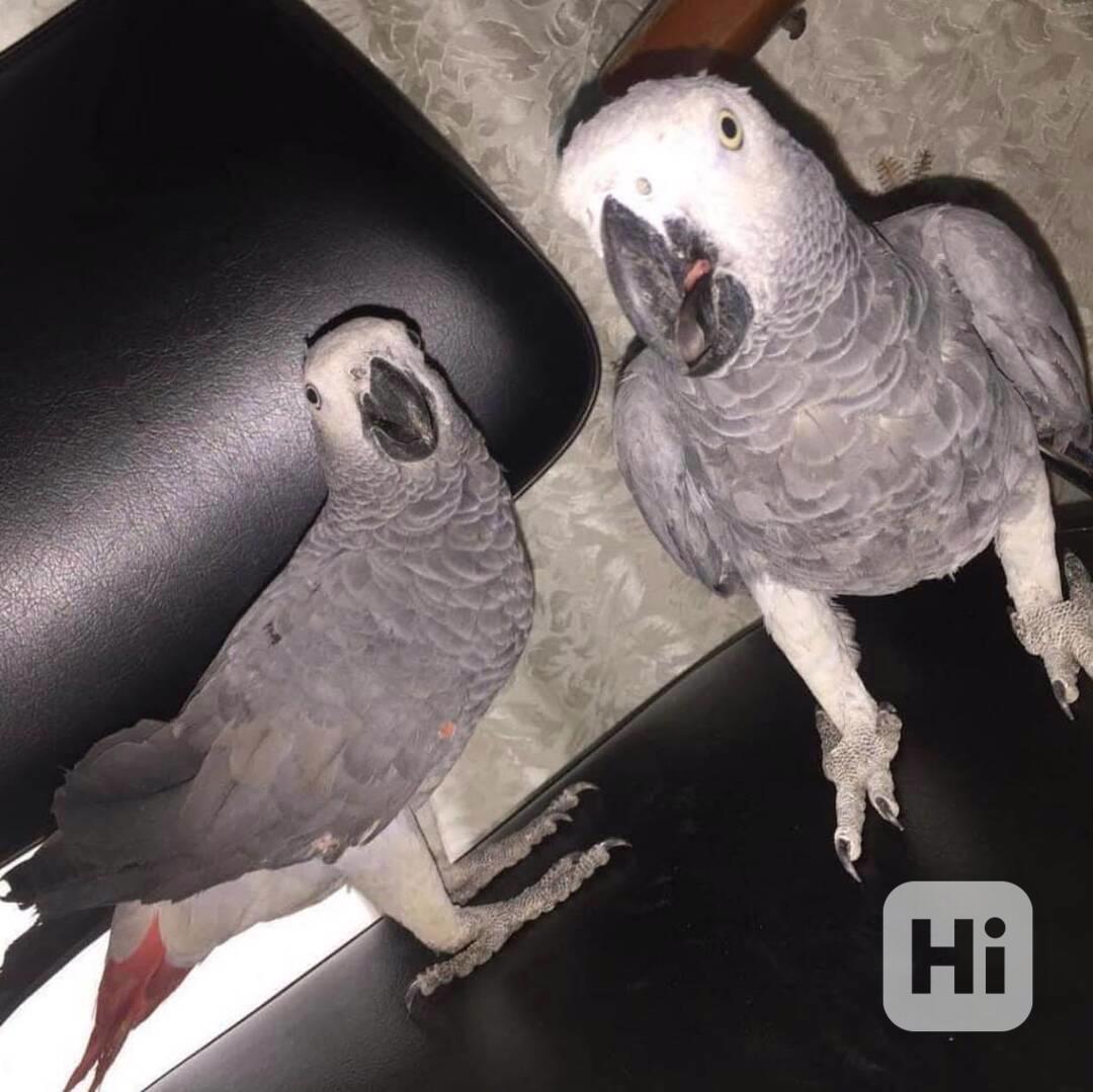 Roztomilí papoušci afrošedí  - foto 1