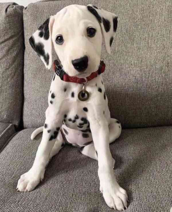 Neocenitelná štěňata dalmatinů připravená do nové rodiny - foto 1