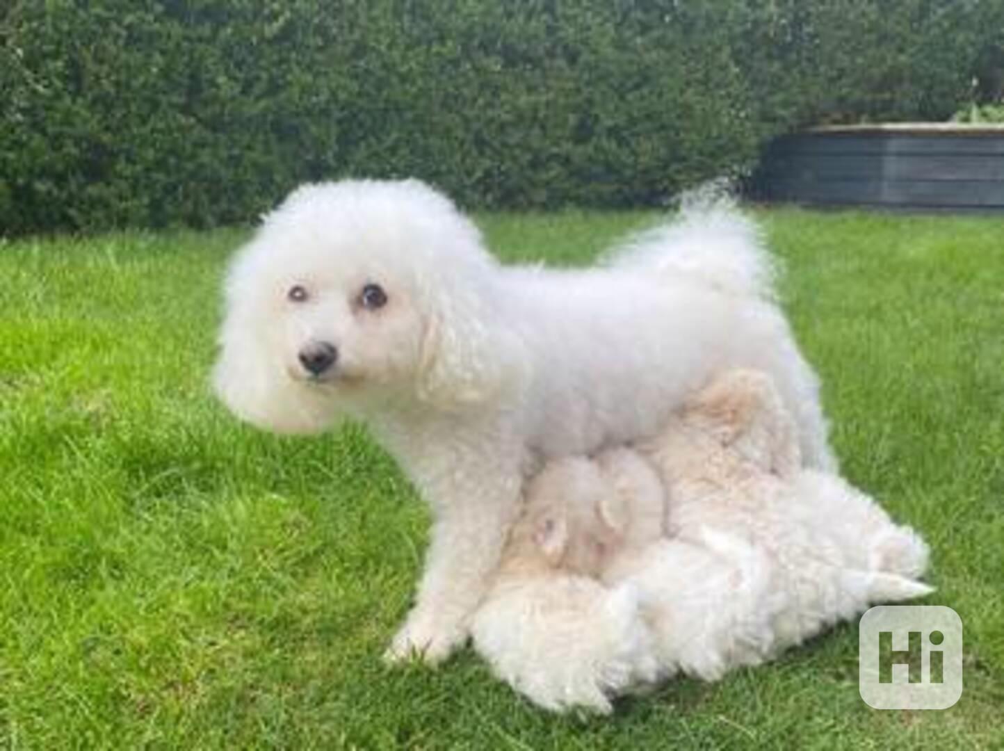 Prodám čistokrevného bišonka - foto 1