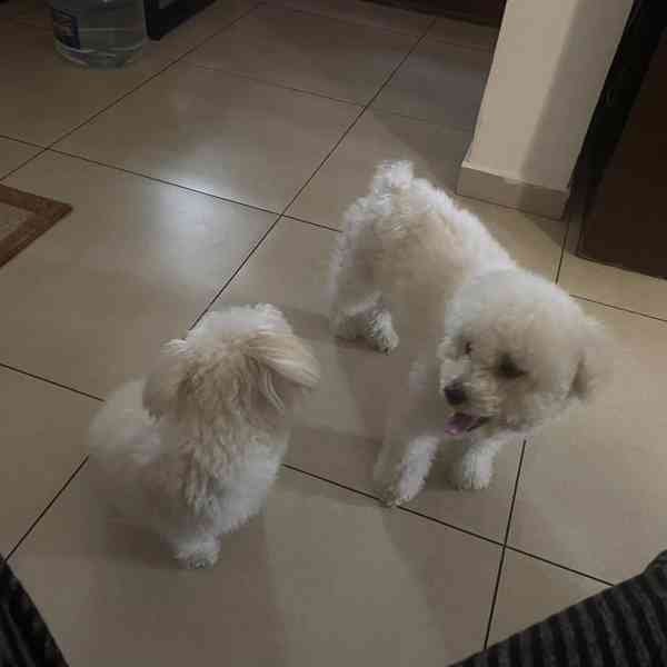 Prodám čistokrevného bišonka - foto 2