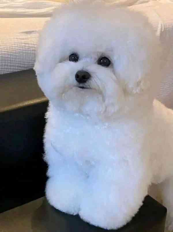 Prodám čistokrevného bišonka - foto 3