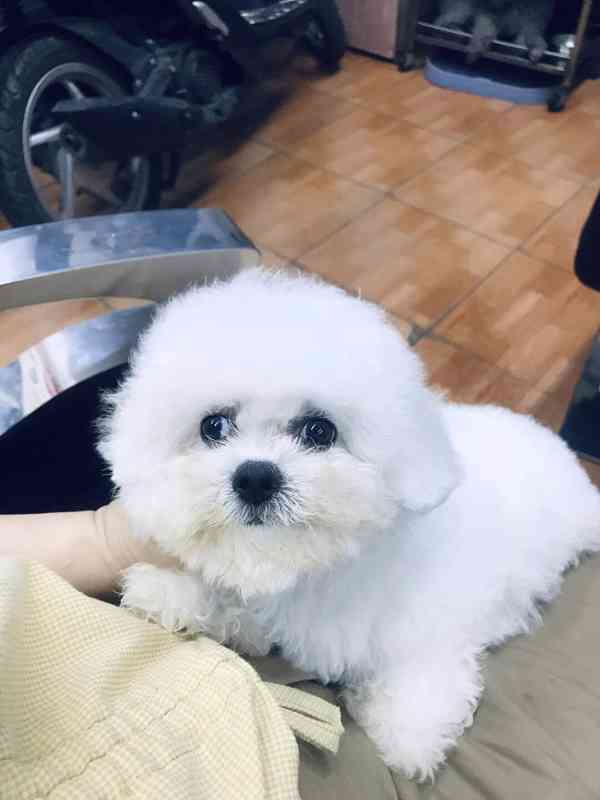 Prodám čistokrevného bišonka - foto 4