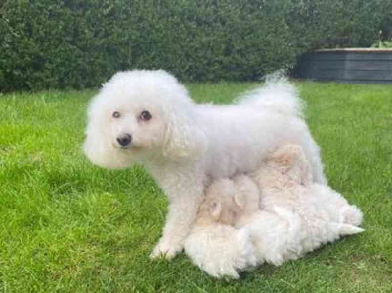 Prodám čistokrevného bišonka