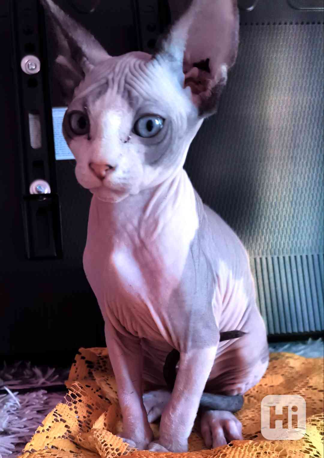 Donský sphynx  - foto 1