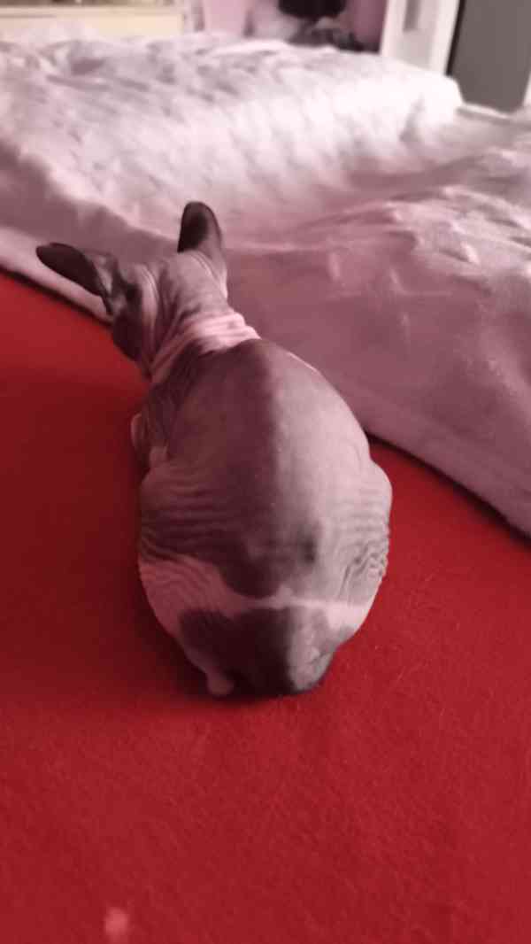 Donský sphynx  - foto 3