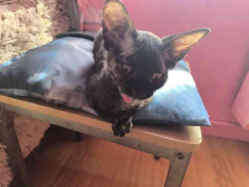 Donský sphynx  - foto 4