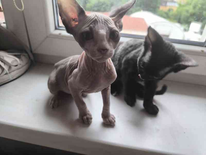 Donský sphynx  - foto 5