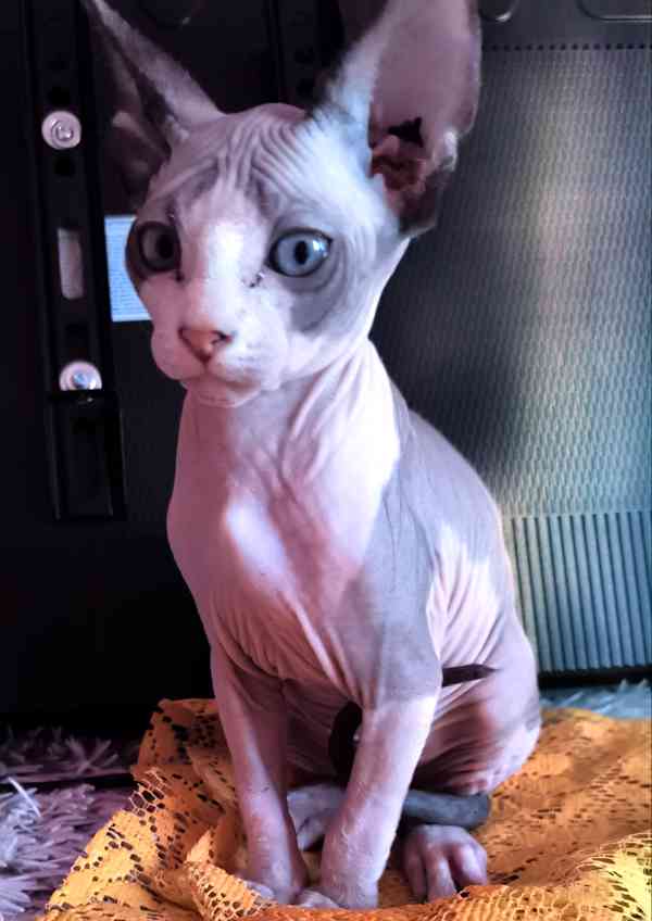 Donský sphynx  - foto 15