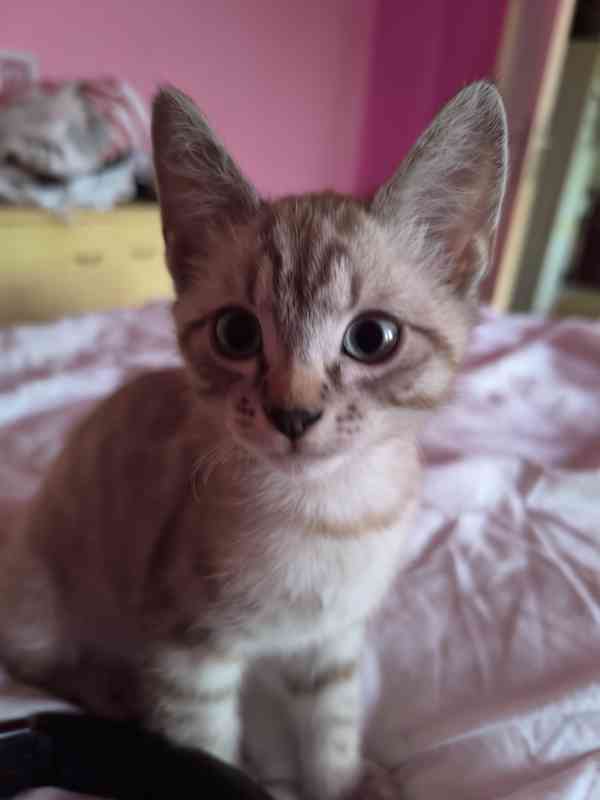 Donský sphynx  - foto 14