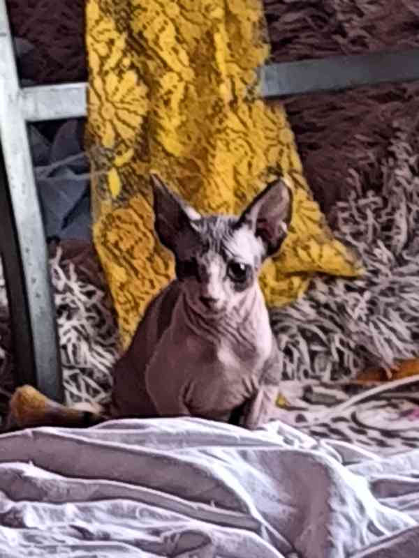 Donský sphynx  - foto 12