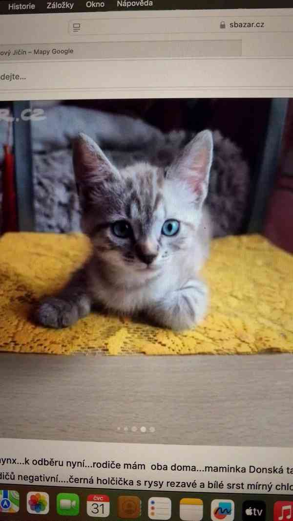 Donský sphynx  - foto 11