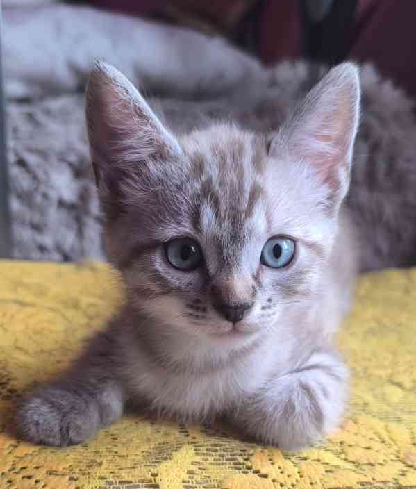 Donský sphynx  - foto 8