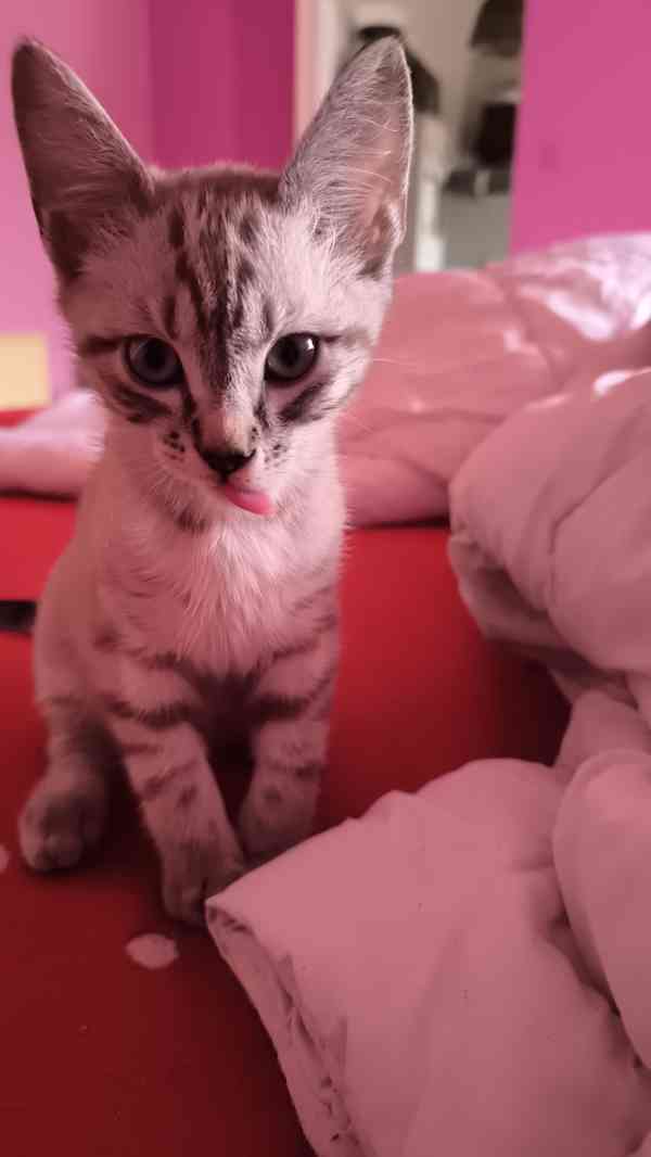 Donský sphynx  - foto 10