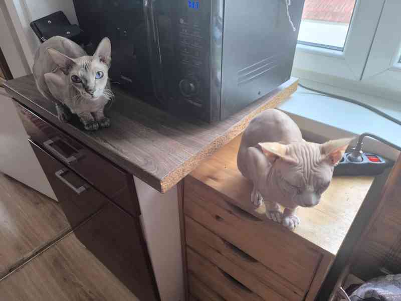 Donský sphynx  - foto 7