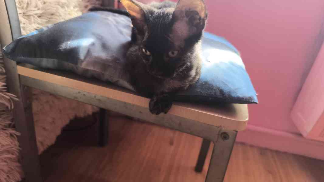 Donský sphynx  - foto 18