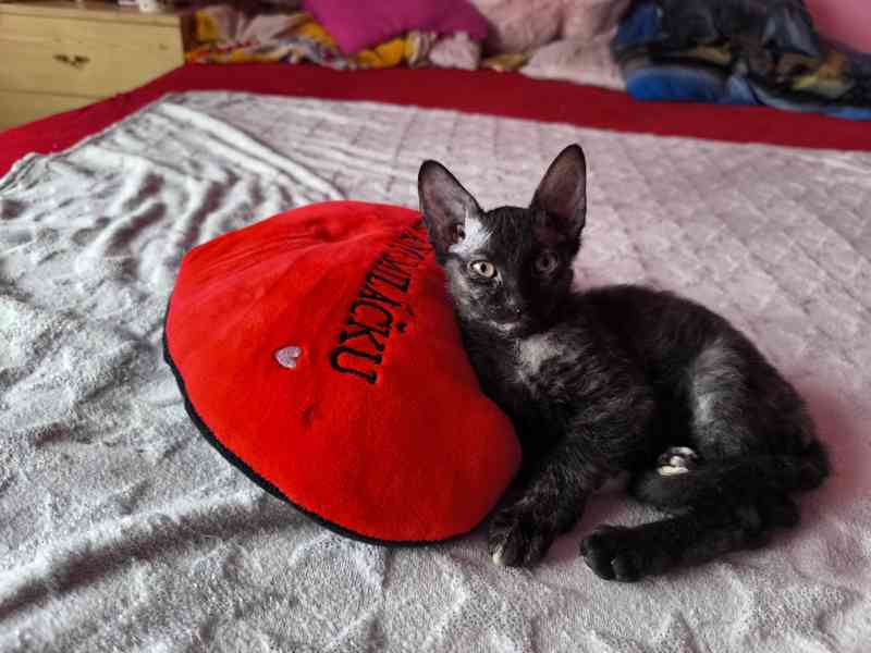 Donský sphynx  - foto 17