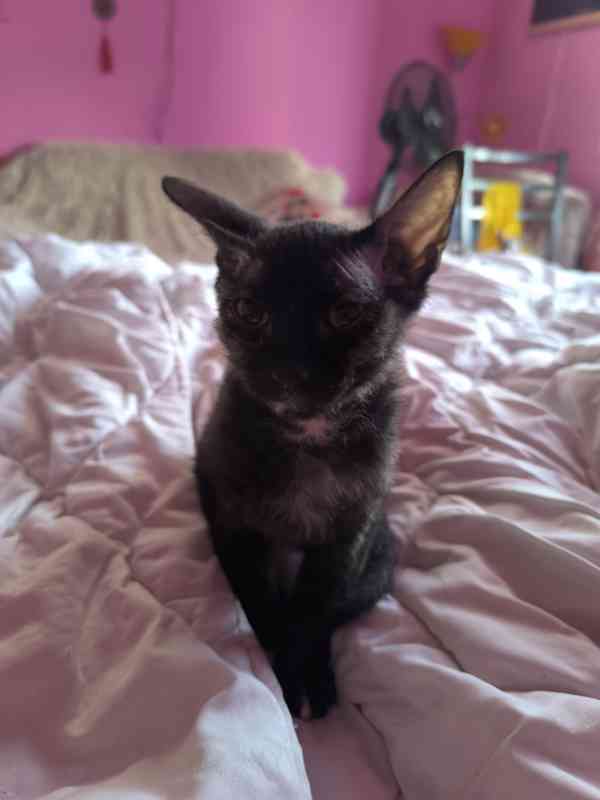 Donský sphynx  - foto 13