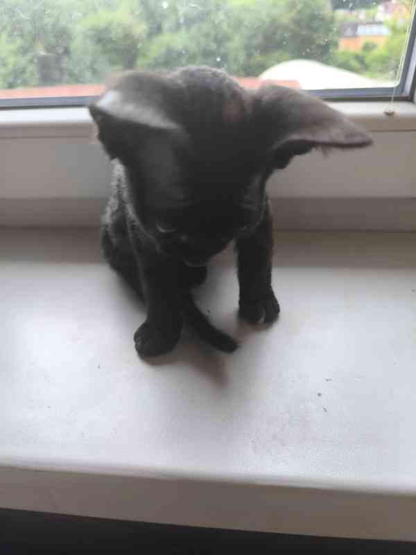 Donský sphynx  - foto 6