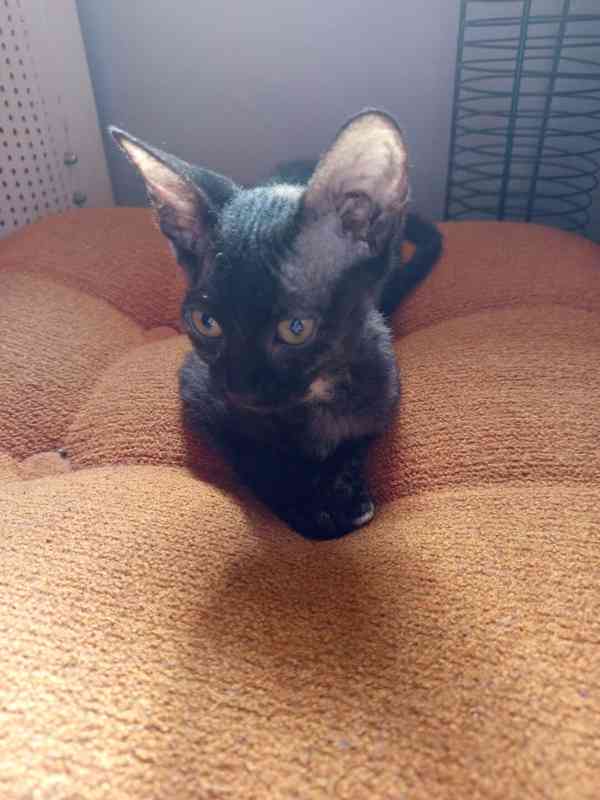 Donský sphynx  - foto 2