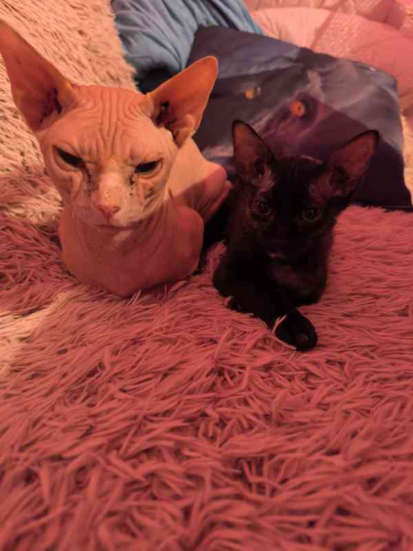 Donský sphynx  - foto 16