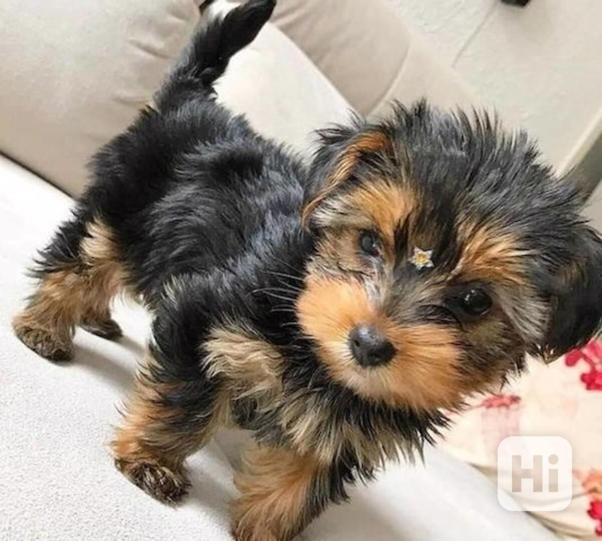 Štěňata jorkšírského teriéra hledají nové domovy - foto 1