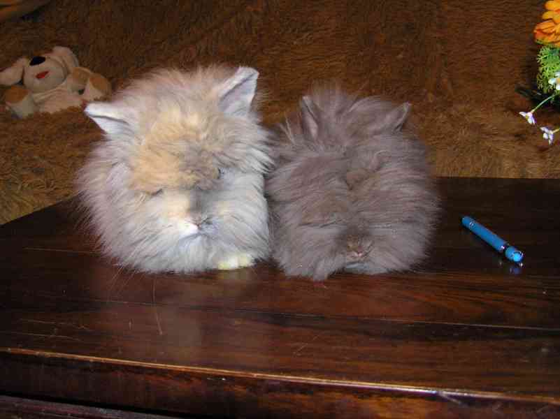 Teddy králíčci mláďata - foto 4